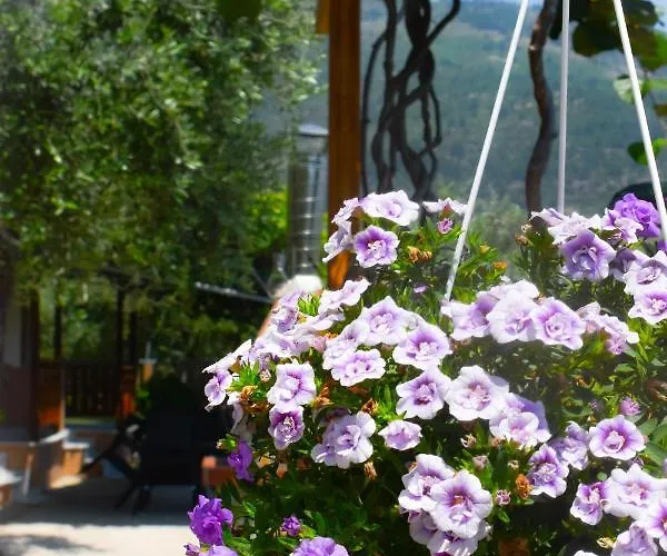 Daire Kapsogeorgis *